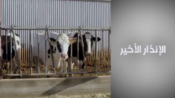 الإنذار الأخير: البقر، قنبلة مناخية موقوتة